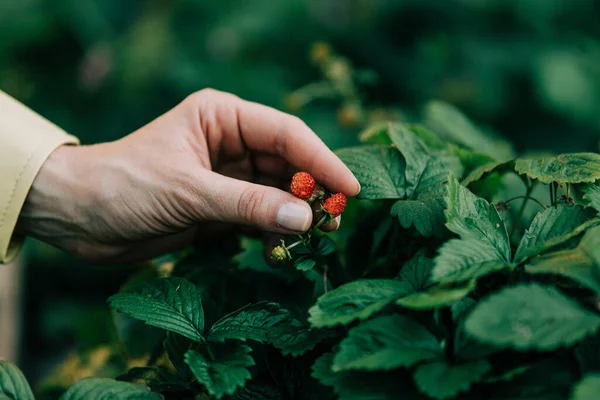 Woman Hand Picks Strawberry Garden — Foto de Stock