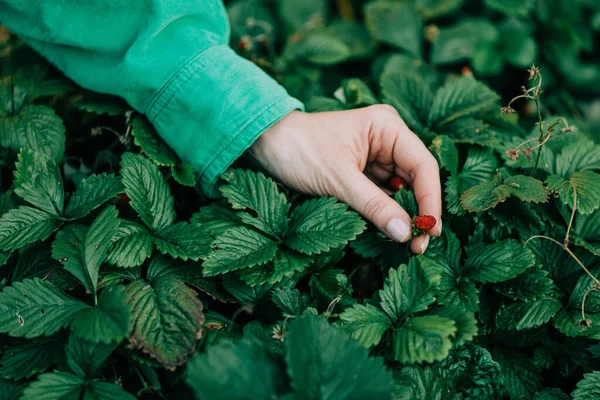 Woman Hand Picks Strawberry Garden — Foto de Stock