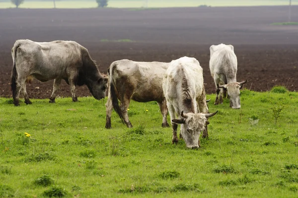 ブルガリアの灰色の牛 — ストック写真