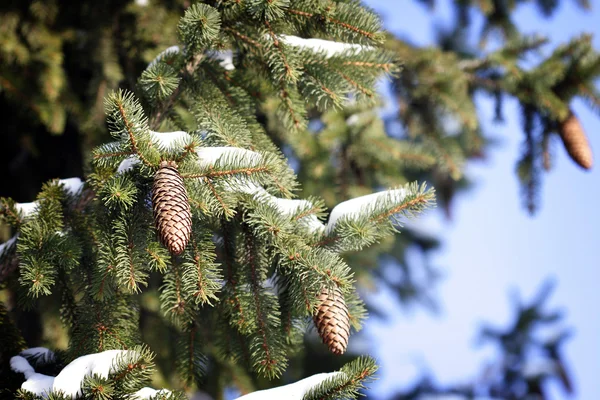 Pine cones — Stock Photo, Image