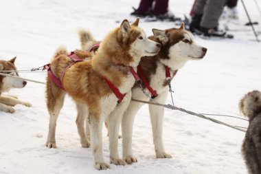 Sibirya Husky köpeği