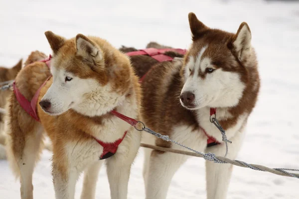 Sibirisk Husky hund - Stock-foto