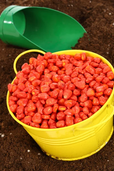 Colored corn seed — Stock Photo, Image