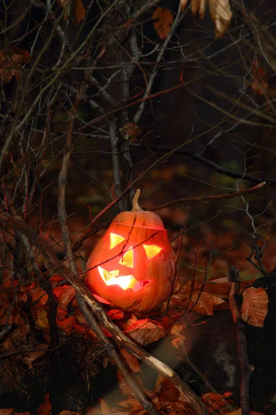 Labu Halloween — Stok Foto