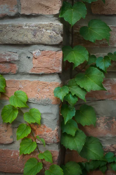 Ivy escalade le vieux mur — Photo