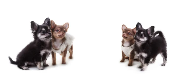 Chihuahua chiens en vêtements isolés fond blanc dans le studio — Photo