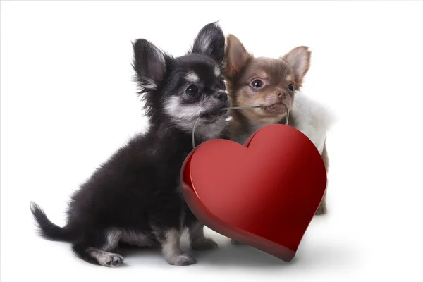 Deux chiots chihuahua portant un coeur de Saint-Valentin rose sur fond blanc . — Photo