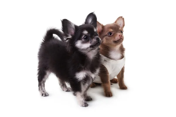 Dwa psy dekoracyjne — Zdjęcie stockowe