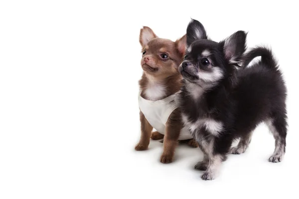 Deux chiens chihuahua — Photo