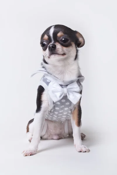 Hund chihuahua — Stockfoto