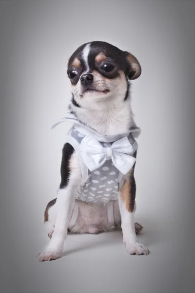 Chihuahua in studio — Foto Stock