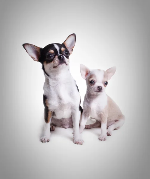 Cani chihuahua — Foto Stock