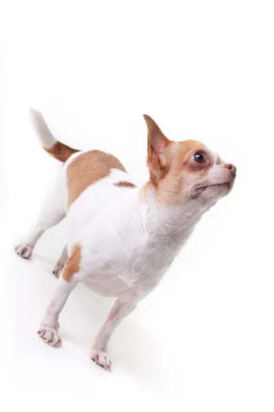 Chihuahua isolado — Fotografia de Stock