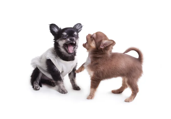 Dois cães Chihuahua — Fotografia de Stock