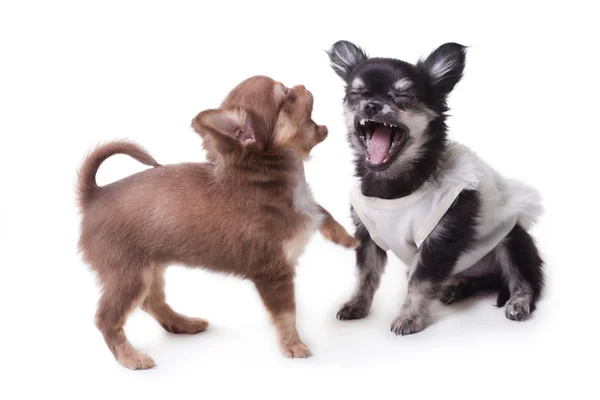 Due cani Chihuahua — Foto Stock
