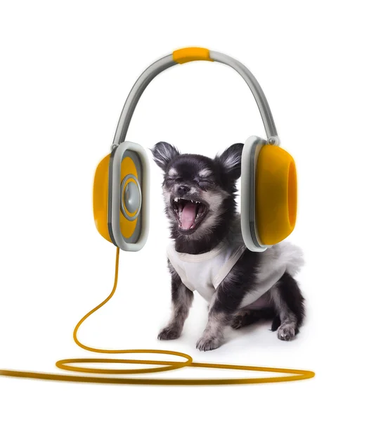 Chihuahua in oranje oor-telefoons — Stockfoto