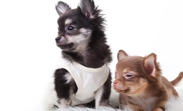 Dois cães Chihuahua — Fotografia de Stock