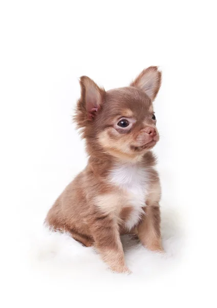 Chihuahua isolerade — Stockfoto