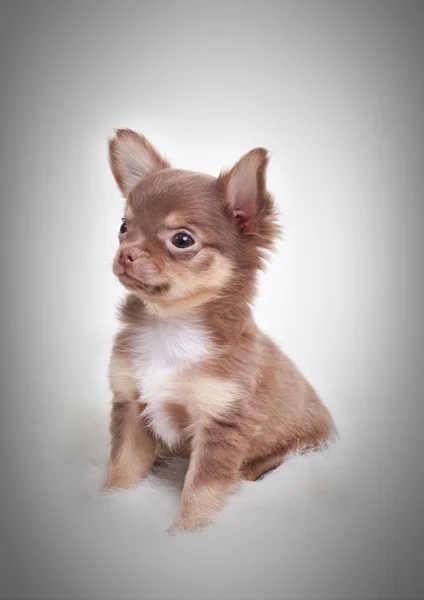 Chihuahua i studion — Stockfoto