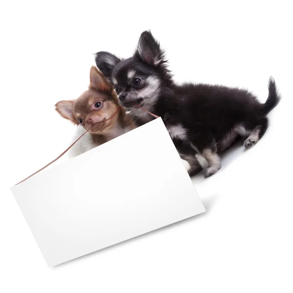 Dois filhotes de cachorro Chihuahua seguram um cartão vazio isolado em um fundo branco. Alta resolução — Fotografia de Stock