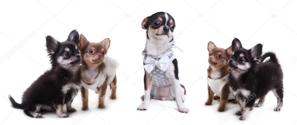 Chihuahua dogs in clothing isolated white background in the studio