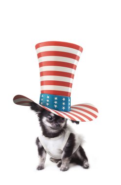 Chihuahua şapka
