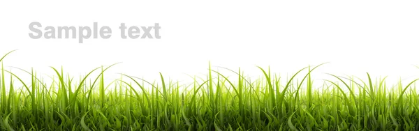 Zelené trávě panorama — Stock fotografie