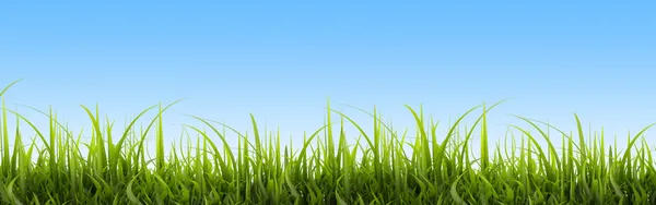 緑の草のパノラマ — ストック写真