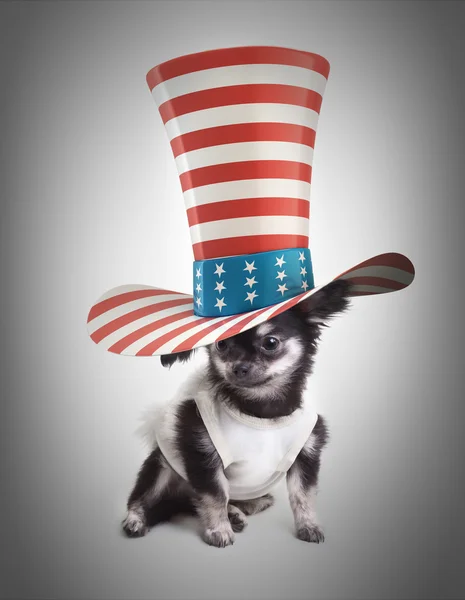Chihuahua in een hoge hoed — Stockfoto