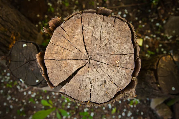 Ceppo di legno — Foto Stock