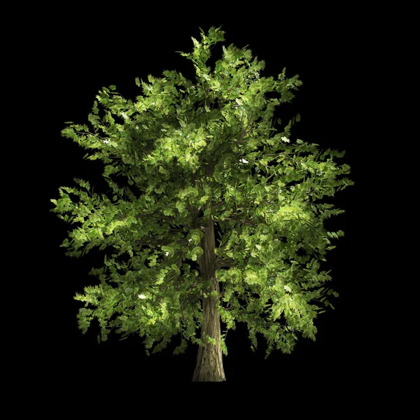 Zöld fa illusztráció elszigetelt fekete — Stock Fotó