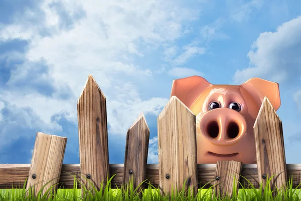 Wooden fence with green grass and pig. — Stock Photo, Image