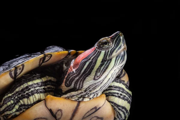 Kaplumbağa Telifsiz Stok Fotoğraflar