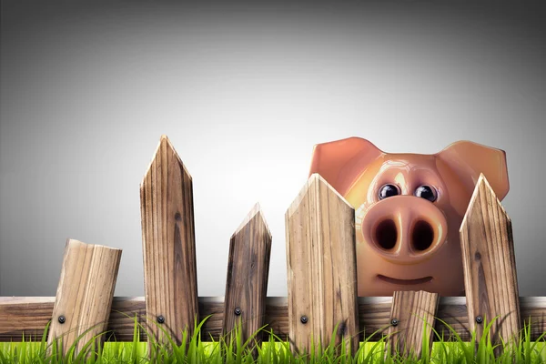 Wooden fence with green grass and pig — Stock Photo, Image