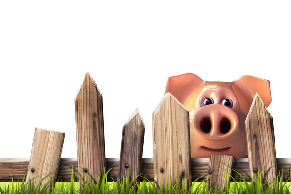 Wooden fence with green grass and pig — Stock Photo, Image