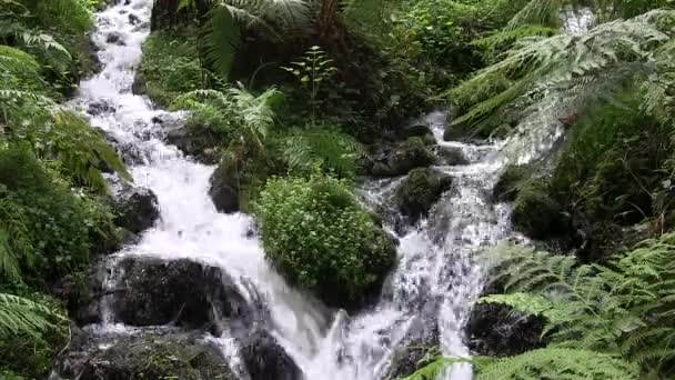 Corriente de montaña. — Vídeo de stock