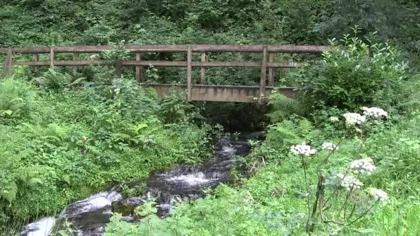Деревянный мост через горный поток . — стоковое видео