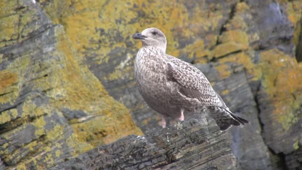 Sea gull bir kaya üzerinde tünemiş. — Stok video