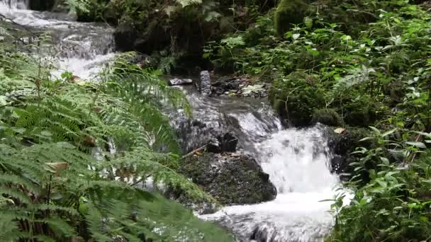 Corriente de montaña. — Vídeo de stock