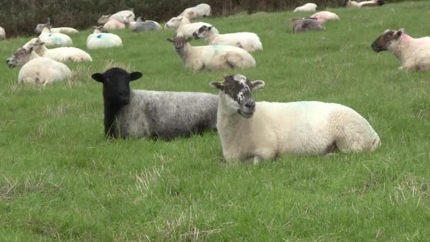 Schapen grassing in een veld. — Stockvideo