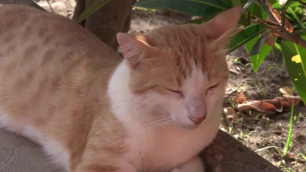 Brown and white cat. — Stock Video