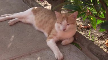 kahverengi ve beyaz kedi.