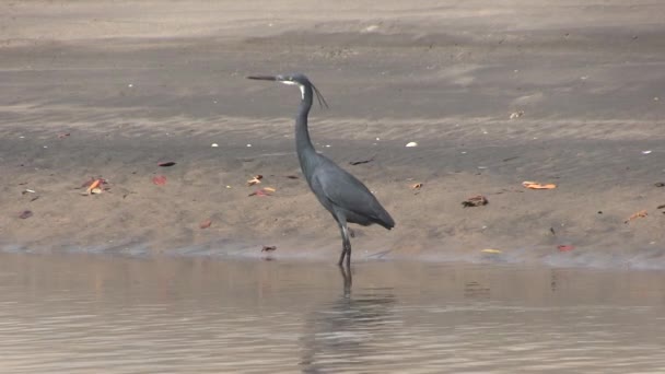 Western Reef Heron — Stockvideo