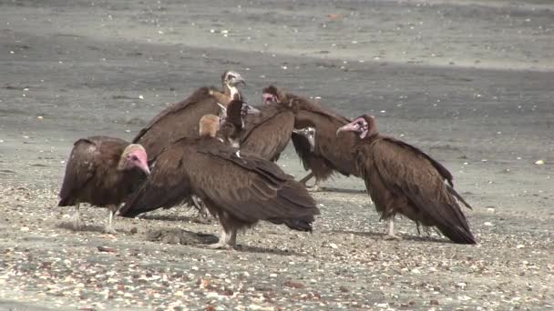 Lappet-faced Vulture savaging for food — Stock Video