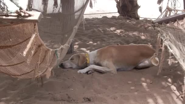 Perro descansando junto a una hamaca . — Vídeo de stock