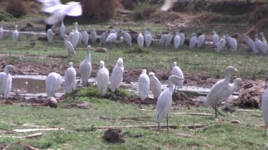 sığır sorguçlar, Gambiya, Batı Afrika sulak.