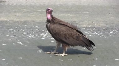 sarkık şey karşı karşıya akbaba için gıda savaging