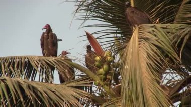 sarkık şey karşı karşıya akbaba tünemiş bir palmiye ağacı.