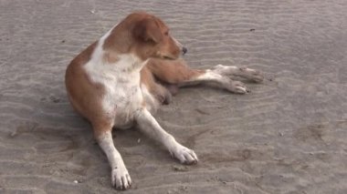 Gambiya, Batı Afrika kumlu bir plaj üzerinde köpek.