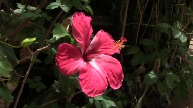 hafif bir esinti Hibiscus çiçek.